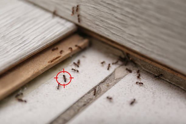 Best Cockroach Control Services  in Franklin, TN
